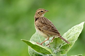 indian bush lark